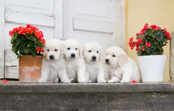 Picture dogs, flowers, puppies, Quartet, begonia