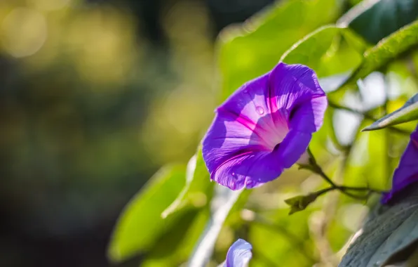 Picture flower, purple, macro, lilac, petals, Morning glory