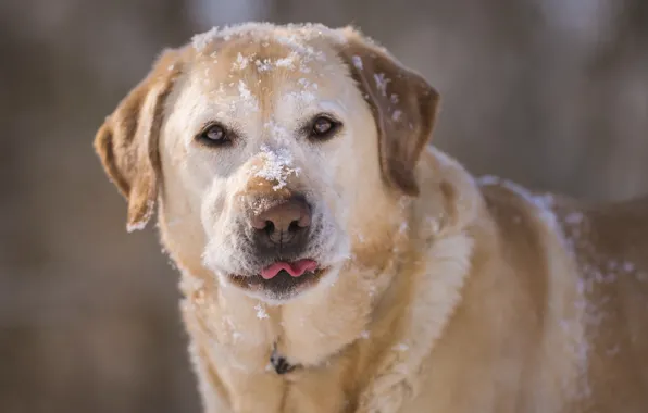 Picture face, snow, dog, dog, Labrador Retriever