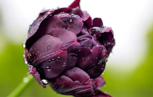 Picture drops, macro, Rosa, Tulip, Bud, dark. purple