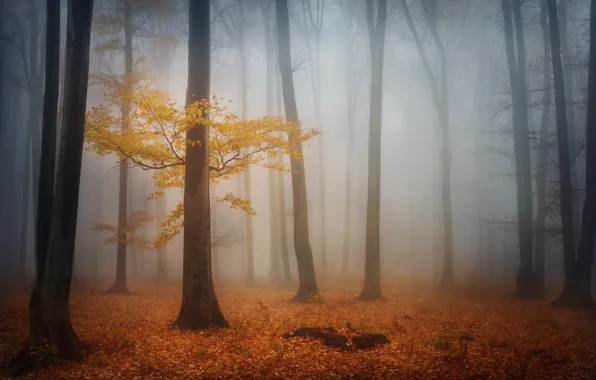 Picture autumn, forest, trees, fog, foliage, morning