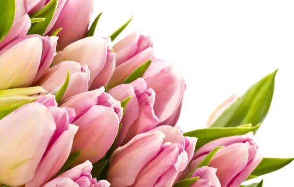 Picture leaves, flowers, beauty, bouquet, petals, tulips, pink, pink, flowers, beauty, bouquet, bright, Tulips