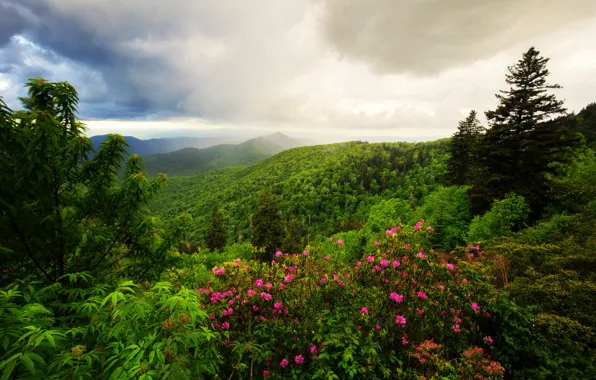 Picture greens, forest, clouds, trees, landscape, flowers, nature, thickets, Mountains
