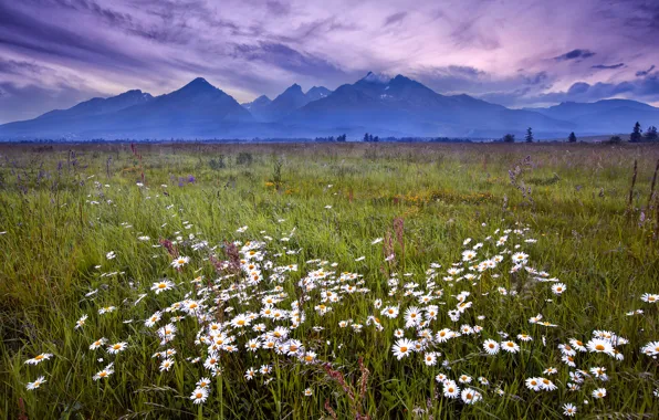 Picture the sky, grass, landscape, flowers, mountains, clouds, chamomile, the evening, lilac, Slovakia, Tatras