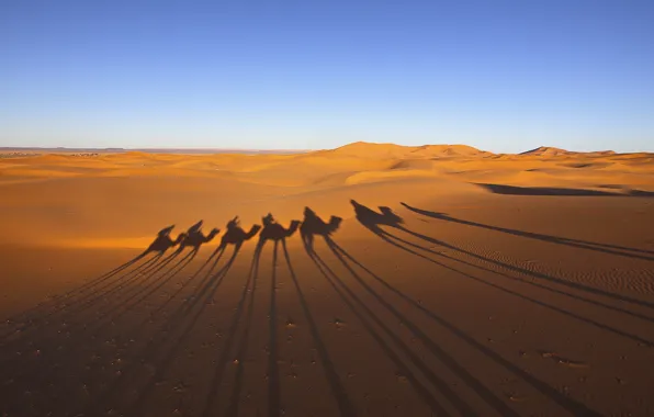 Picture desert, shadows, caravan