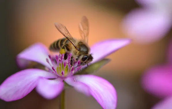 Picture flower, bee, pink, petals, bokeh