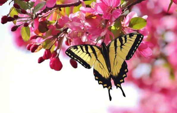 Picture flowers, cherry, butterfly, branch, pink, flowering