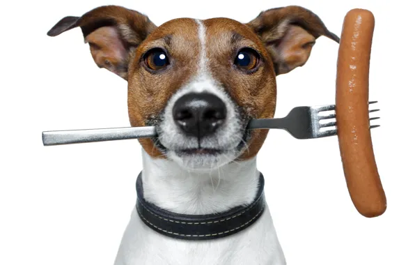 Picture humor, white background, plug, sausage, Jack Russell Terrier