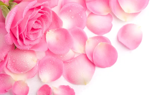 Picture Rosa, pink, rose, petals