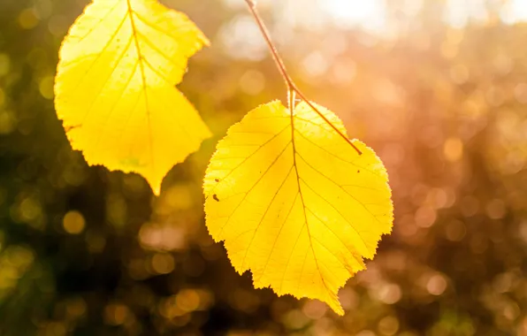 Picture autumn, leaves, macro, light, nature, tree, branch, yellow, bokeh