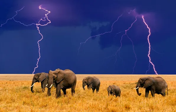 Picture lightning, Africa, elephants