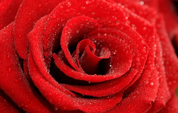 Picture flower, drops, macro, rose, petals, Bud, red
