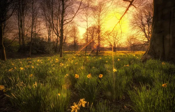 Picture light, trees, sunset, flowers, nature