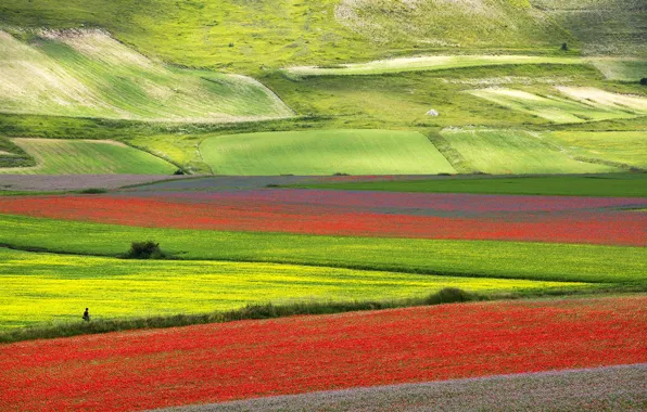 Picture flowers, mountains, Maki, valley, slope, meadow, Italy, Umbria