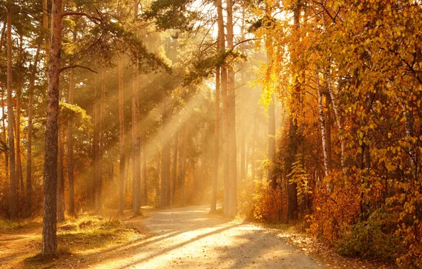 Picture autumn, forest, the sun, rays, trees