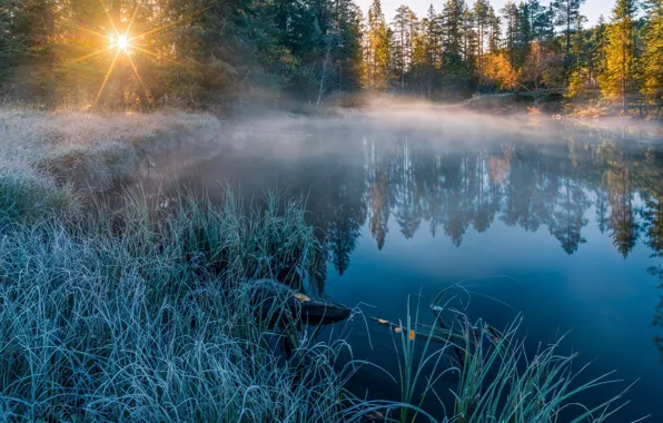 Picture frost, the sun, rays, light, nature, fog, lake, river, morning