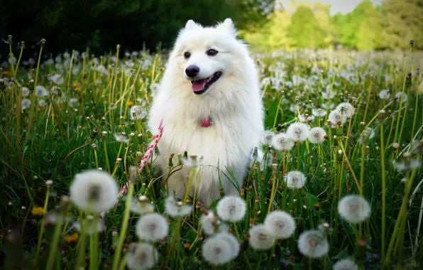 Picture greens, field, white, summer, grass, flowers, nature, glade, dog, meadow, walk, dandelions, face, pretty, Spitz