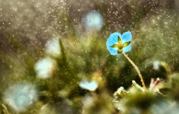 Picture flower, grass, drops, macro, blue, rain