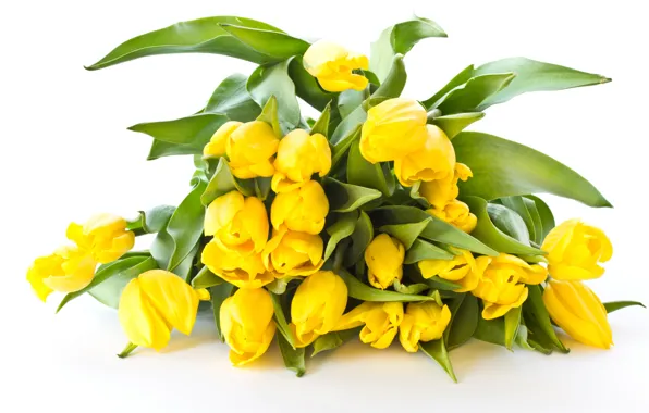 Picture bouquet, yellow, tulips, white background