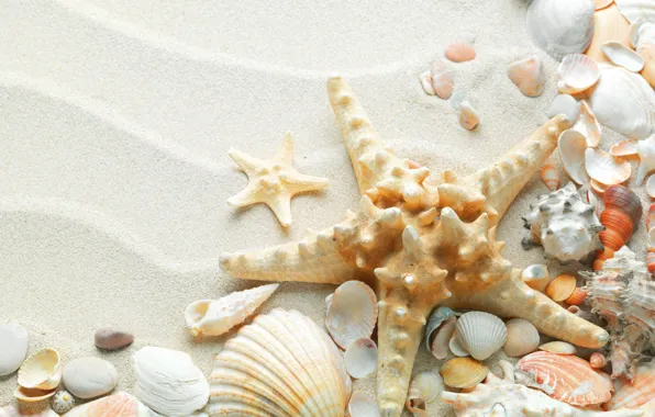 Picture sand, sea, beach, summer, nature, the ocean, star, shell, starfish, beautiful, shell