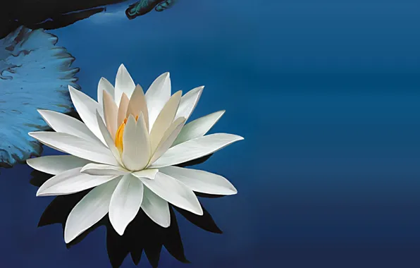 Picture flower, water, Lily, petals