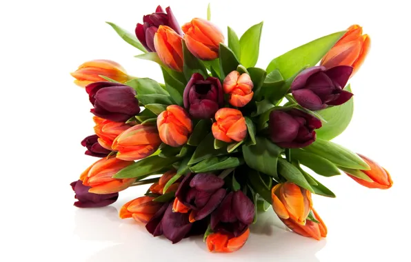 Picture flower, flowers, nature, bouquet, spring, tulips