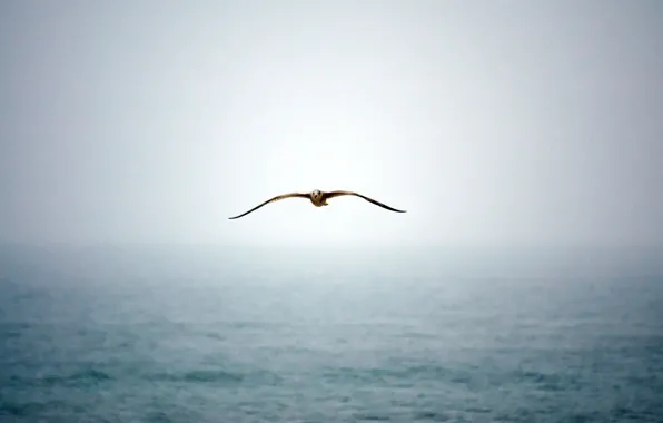 Picture water, fog, Seagull
