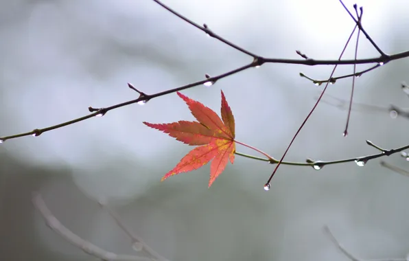 Picture autumn, drops, macro, sheet, branch