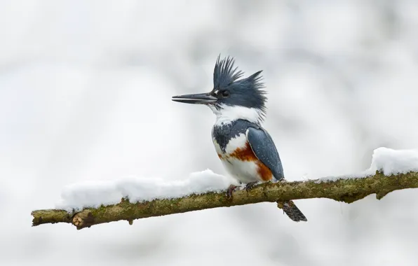 Picture background, bird, branch, Kingfisher