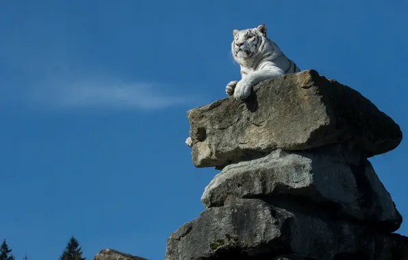 Picture tiger, stones, white tiger, the throne, look away, sitting high