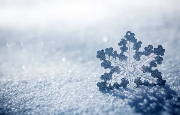 Picture ice, winter, macro, snow, nature, snowflake