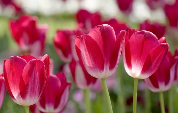 Picture petals, blur, tulips, pink