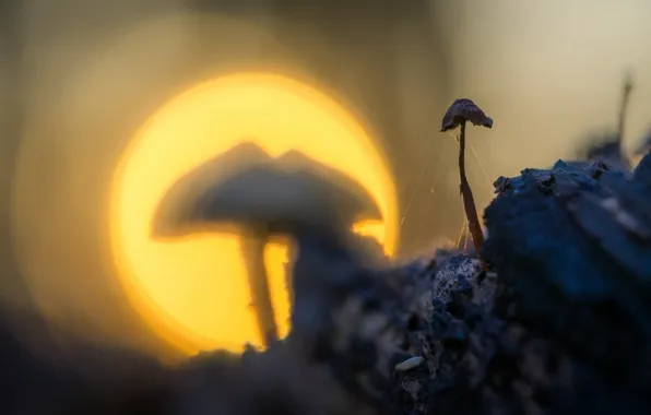 Picture light, nature, mushroom