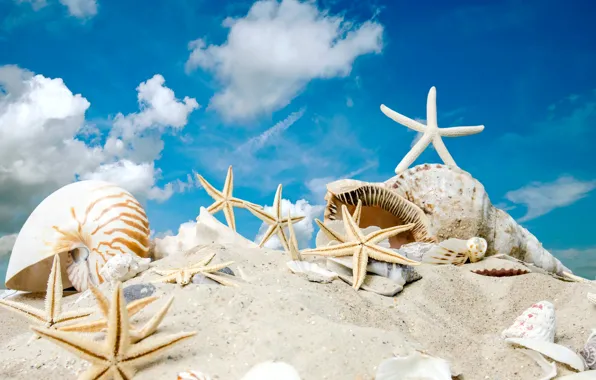 Picture sand, sea, beach, the sun, stars, shell, summer, sunshine, beach, sky, sea, sand, seashells, starfishes
