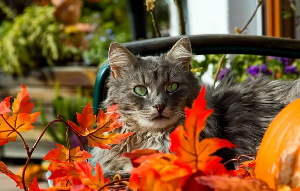 Picture autumn, cat, eyes, mustache, leaves, green, red, grey, orange