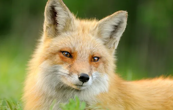 Picture summer, grass, face, animal, wool, Fox, red, fox