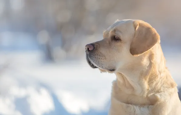 Picture face, portrait, dog, profile, dog, Labrador Retriever