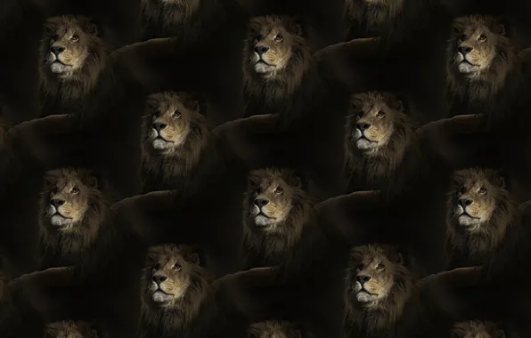 Picture texture, Leo, king, mane