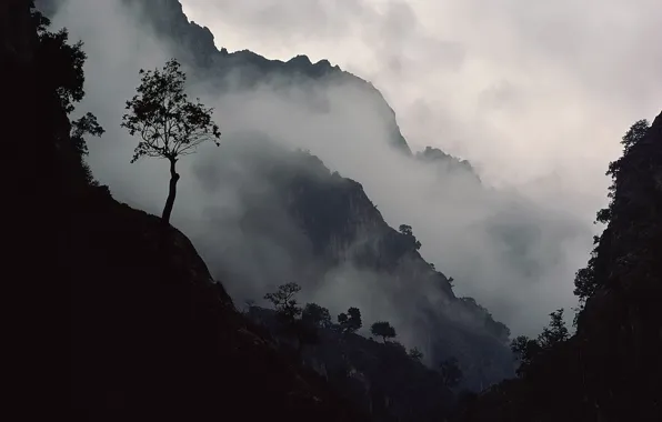 Picture mountains, fog, Tree, slope