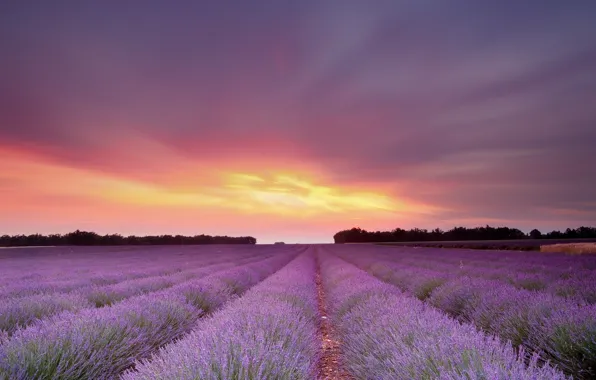 Picture field, the sky, the sun, sunset, flowers, lavender