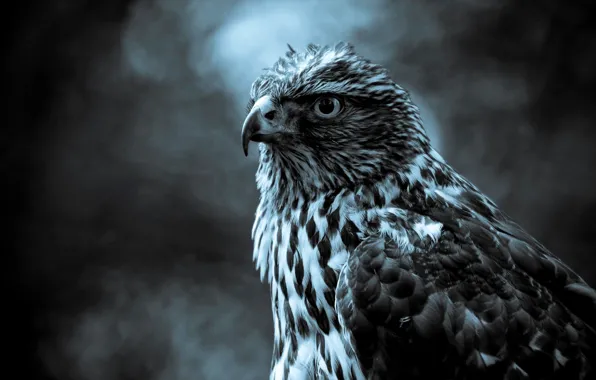 Picture grey, bird, Falcon