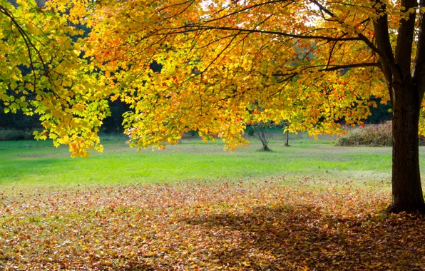 Picture autumn, grass, leaves, Park, tree