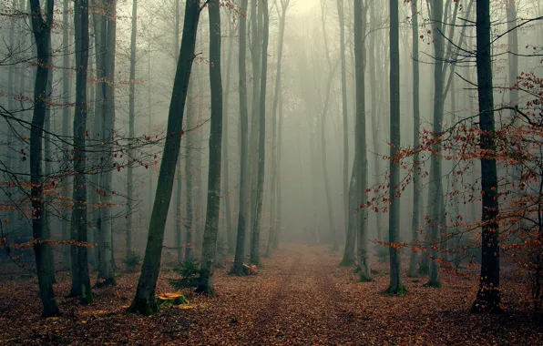 Picture autumn, forest, trees, branches, fog, foliage, wood, foggy