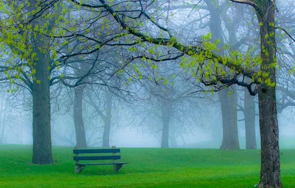 Picture grass, branches, nature, fog, Park, spring