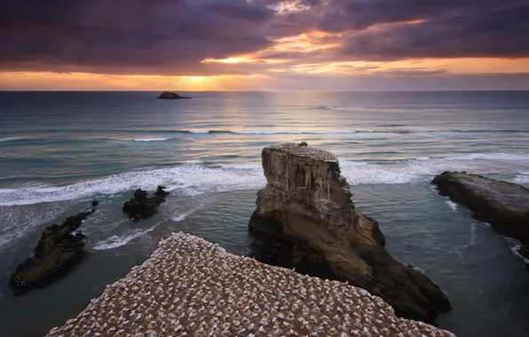 Picture sea, the sky, water, sunset, birds, rocks, shore, New Zealand