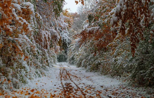 Picture road, autumn, leaves, trees, October, the first snow