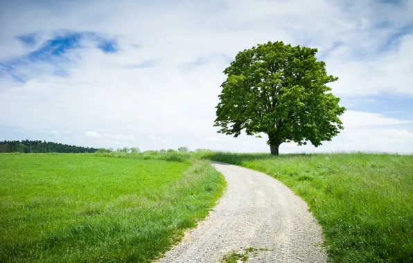 Picture The sky, Tree, Road, Grass