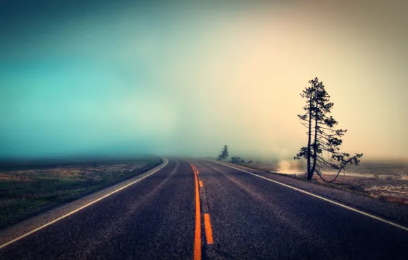 Picture road, nature, fog, tree