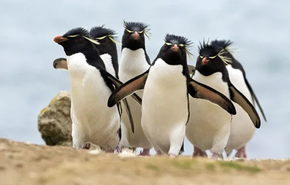 Picture birds, penguins, Rocky penguins, The Penguins Of Rockhopper, crested penguins