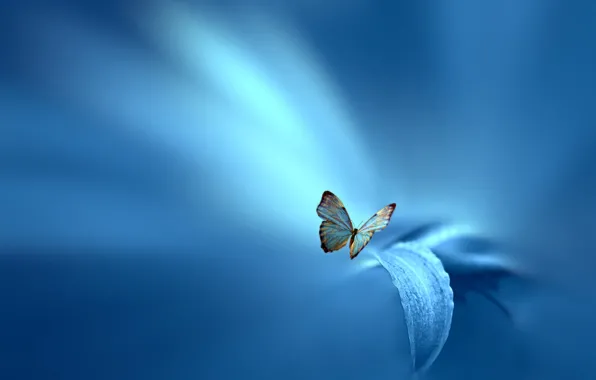 Picture flower, sheet, style, background, blue, butterfly, Josep Sumalla